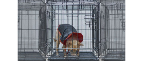 Sad Vampire Dog Sticker by Launch Over Films LLC