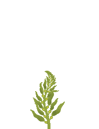 Uc San Diego Kelp Sticker by Birch Aquarium at Scripps