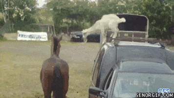 GIF by Random Goat