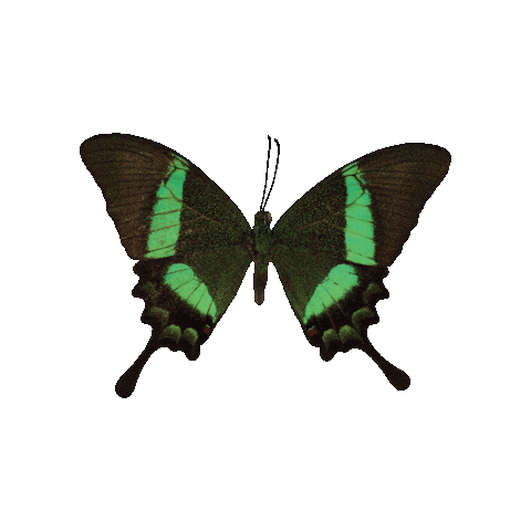 ARTTODISARM giphygifmaker butterfly bran atd Sticker