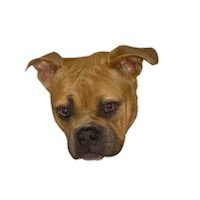 Puppy Love Bully Sticker by Frazetta Girls