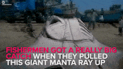 sting ray news GIF by NowThis 