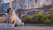 Happy Bog GIF by Bank Of Georgia