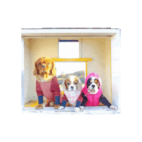 Dogs Love Sticker