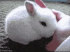 Bunny Rabbit GIF