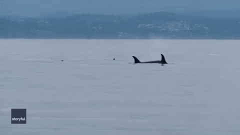 Killer Whales GIF by Storyful