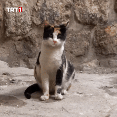 Cat What GIF by TRT