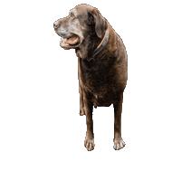 Brown Dog Sticker by JC Property Professionals