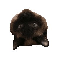 Cat Siamese Sticker by RetMod