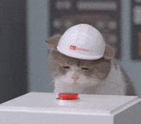 Lets Go Cat GIF