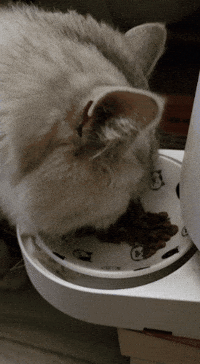 White Cat GIF