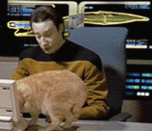 cat guess GIF