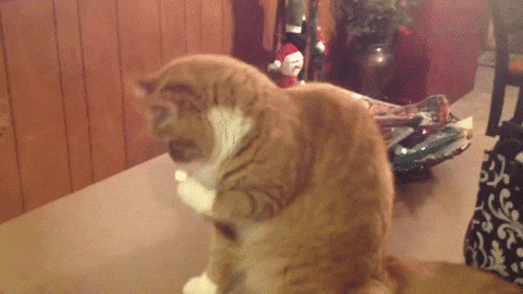 dis GIF