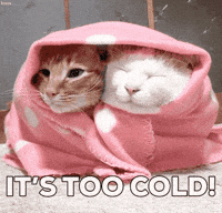 Cat GIF