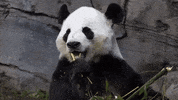 Hungry Panda Bear GIF by ZooATL