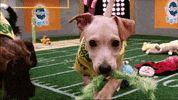 dogs puppies GIF by Puppy Bowl