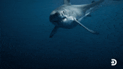 Double Trouble GIF by Shark Week