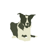 Border Collie Cowgirl Sticker by Molly Virginia Morris Photography