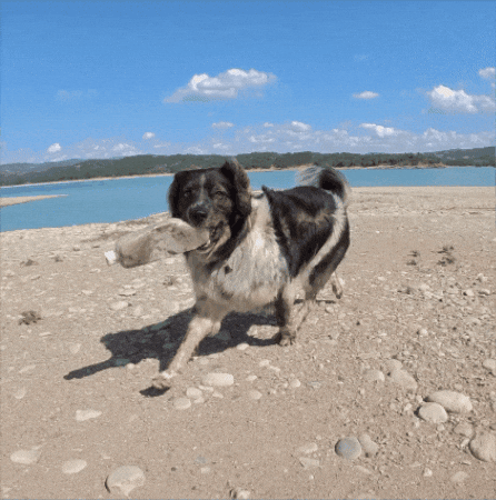 Beach Clean Up Litter Picking GIF by The Vanlife Network