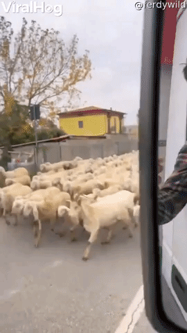 A River of Sheep Flood the Streets  