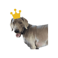 Louienaoum Sticker by SALONNAMAN