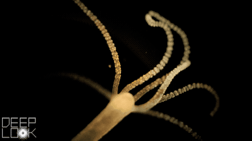 Water Hydra GIF by PBS Digital Studios