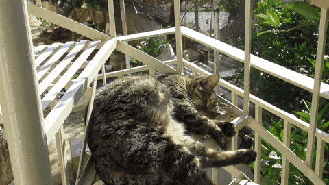 RRR44 giphyupload GIF