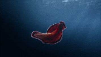 Cosmospossibleworlds GIF by cosmosontv