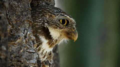 Look Hello GIF by ABC Network