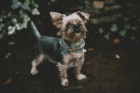 Cocoandbarley dog woof yorkie cocoandbarley GIF