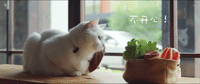 sad cat GIF