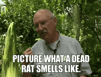 news blooming GIF