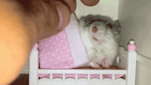 Video gif. Small gray mouse is being tucked into a miniature bed with a pastel pink polka-dotted blanket. A human finger strokes it gently, appearing giant in comparison to the bed.