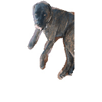 South Africa Dog Sticker by A Reason To Feel