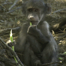 GIF by BBC Shorts