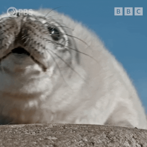 Video gif. Closeup of a seal resting its head on a rock, squeezing its nostrils shut and staring at us with big black eyes.