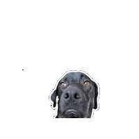 Hati Sticker