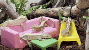 Lizard Chilling GIF by Valley Zoo Development Society