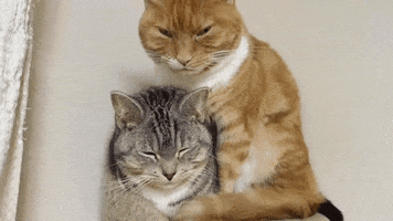 cat snuggles GIF