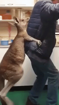 Bounce to the Beat: Rescued Kangaroo Can't Stop Dancing With Shelter Worker