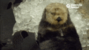 freeze wa GIF