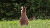 When Nature Calls Kangaroos GIF by ABC Network