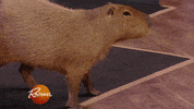 amazon pet GIF by Rachael Ray Show
