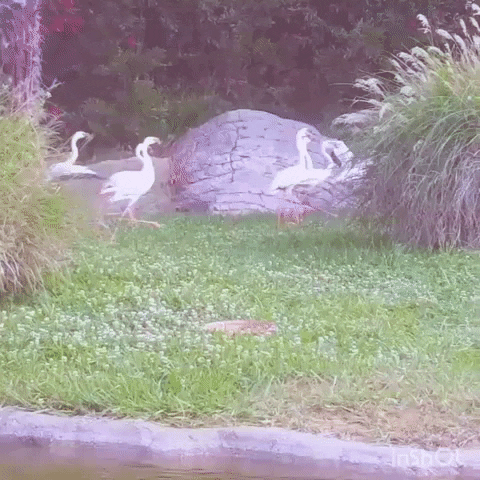 OaklandZoo giphyupload animals california wildlife GIF