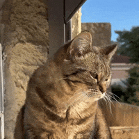 Cat Smile GIF
