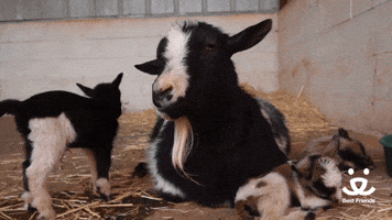 Baby Goat Family | Best Friends Animal Sanctuary