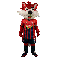 molfehervarfcgif fox vidi roka szekesfehervar Sticker