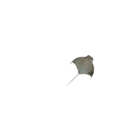 Heart Ocean Sticker by Blue Zoo Aquariums