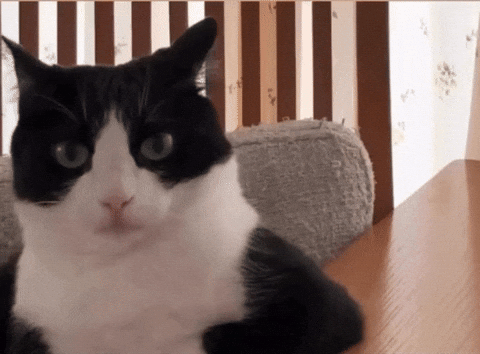 Cat I Am Listening GIF