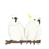 Cockatoo Sticker by zoopeez